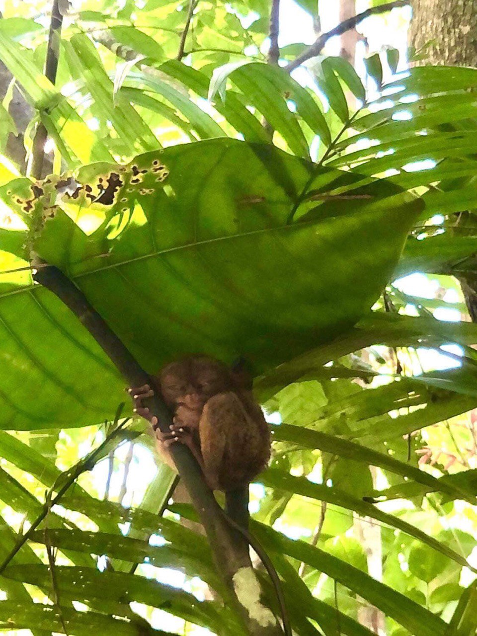 other image